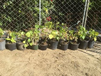 vegetables plants
