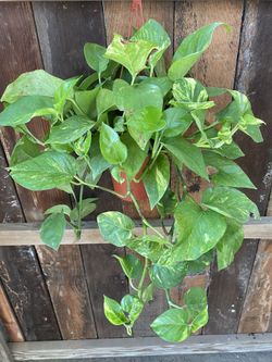 Golden Pothos 