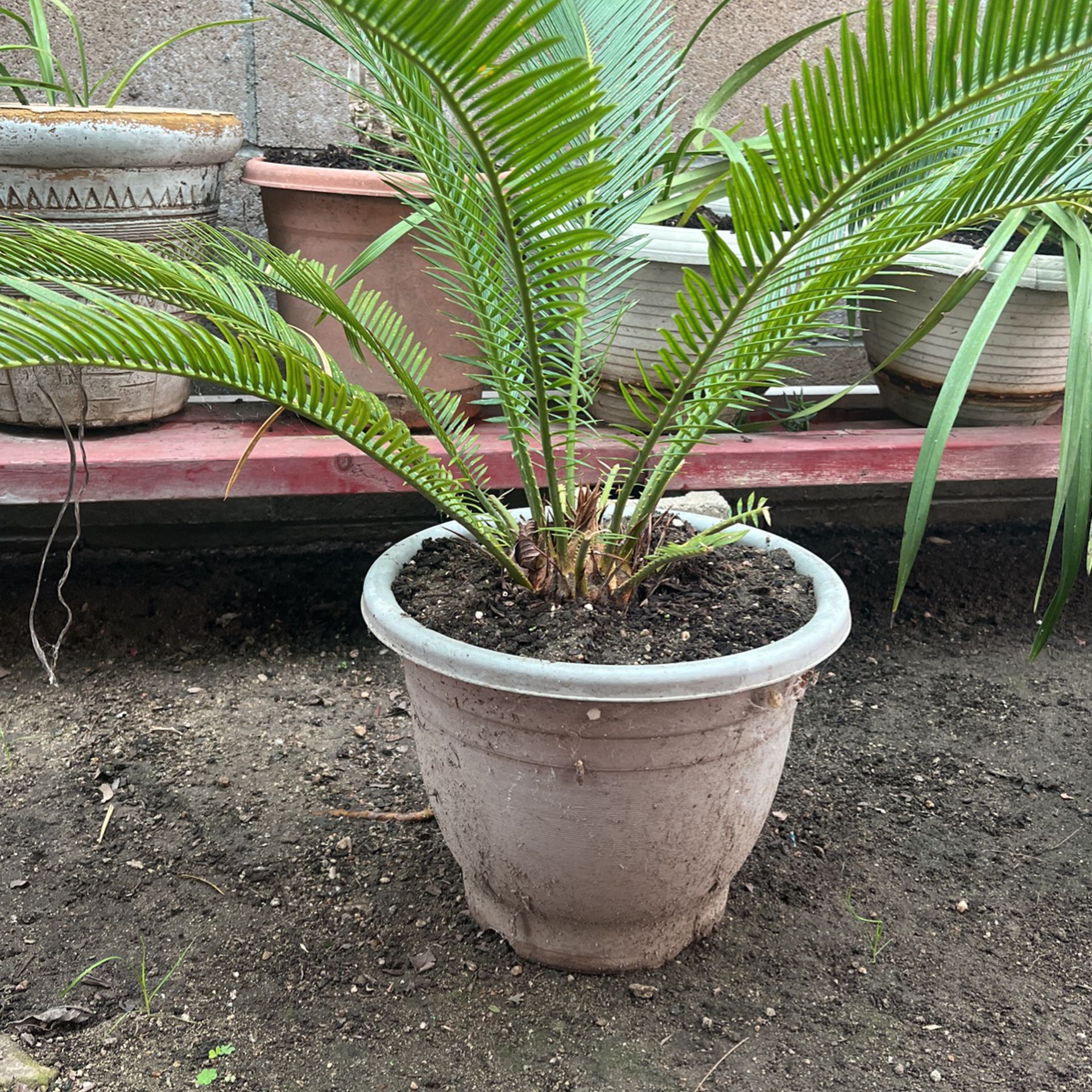 Plant Palm Sago Tree $15 Dollars Each 