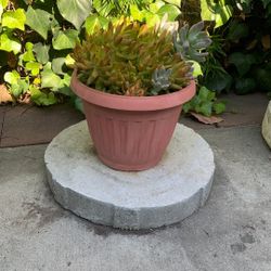 Succulent Variety In Plastic Pot Medium Size 