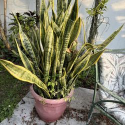 Large Bundle Snake Plant