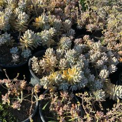 Succulent Plants 5 Gallon $12. Each 