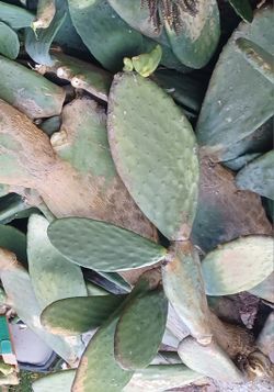 Cactus Ears