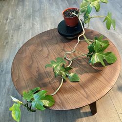 Philodendron Squamiferum Large Uncommon Houseplant 