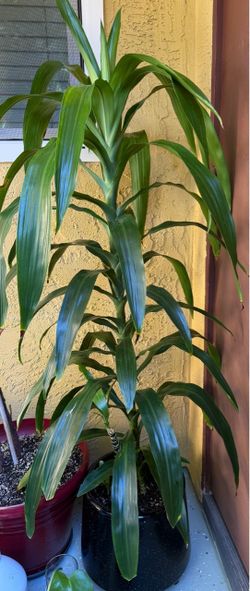 Beautiful, healthy and well-established Corn Plant (Dracaena) 🌱 Approximately 6 ft tall and comes with the large beautiful decorative pot. Perfect f