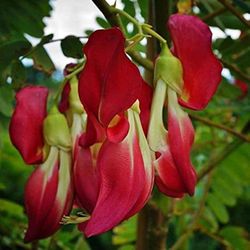 Sesbania Grandiflora/ Vegetable Hummingbird Plant (red/white)