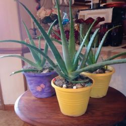 Aloe Vera Plants 