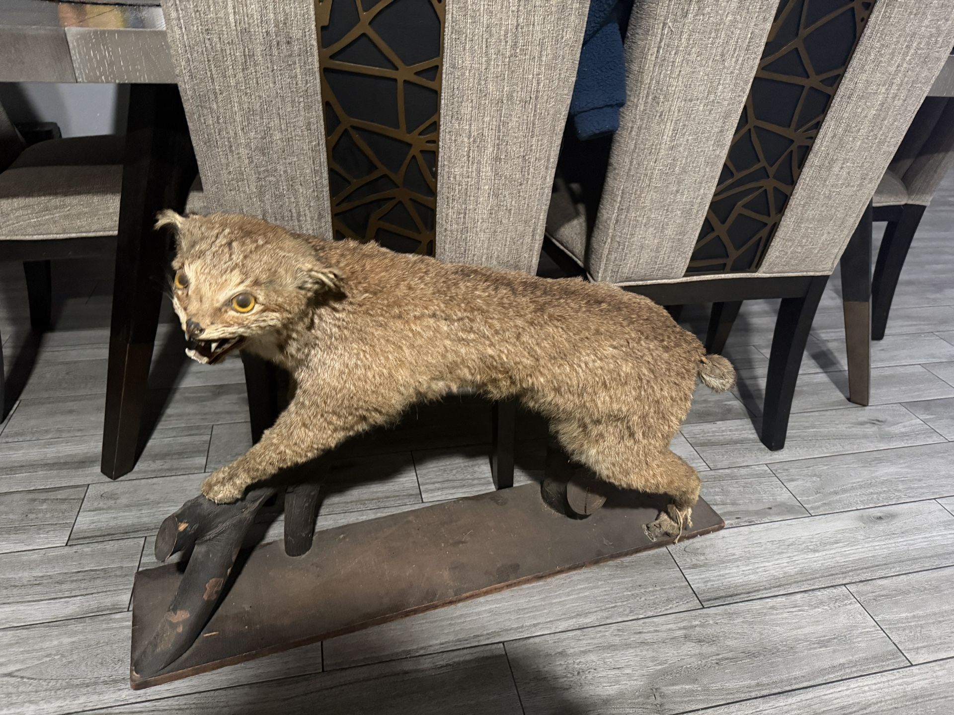 bobcat taxidermy