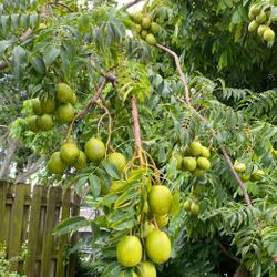 Big June Plums