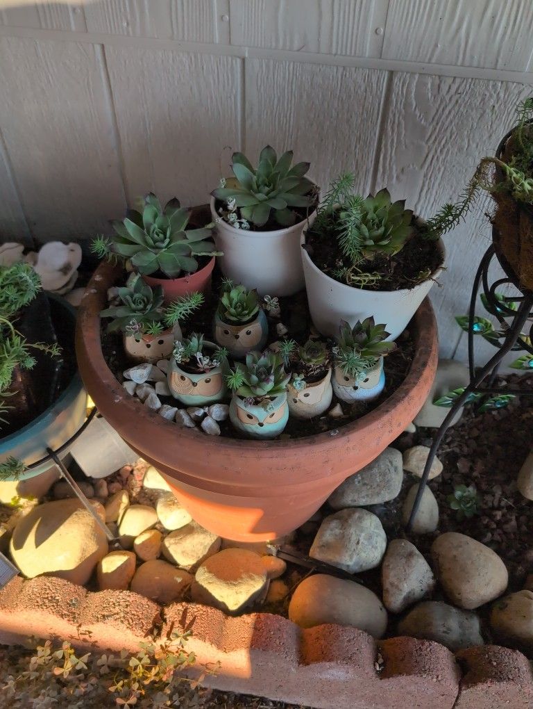 Succulents
