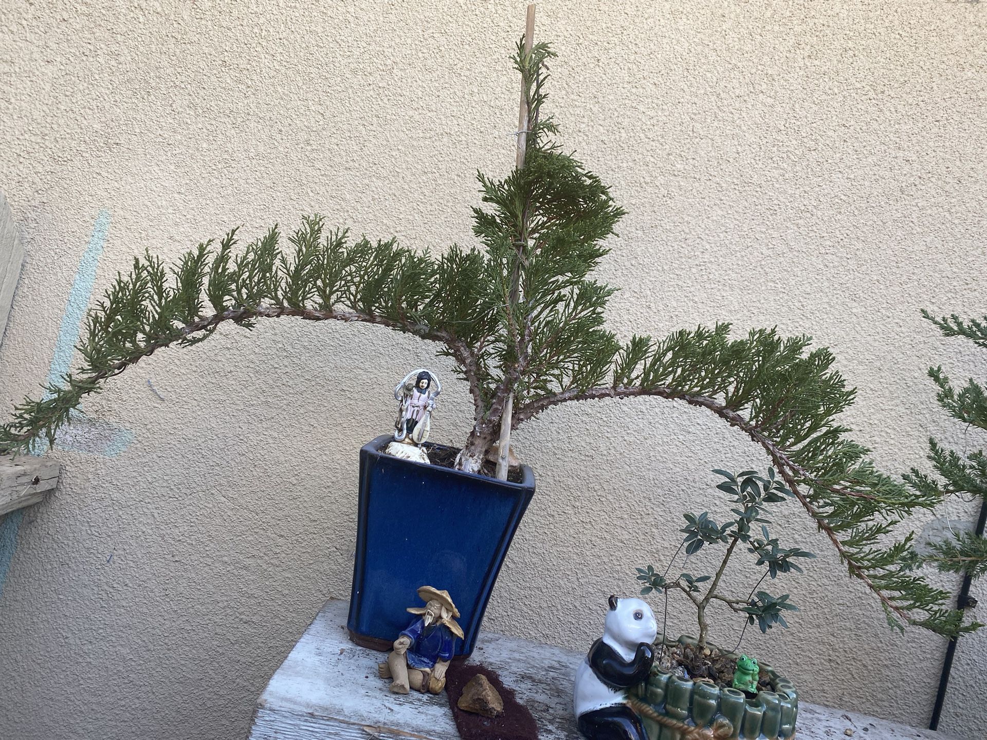 Bonsai plants on sale $40 each