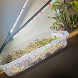Plants Grow Lights 