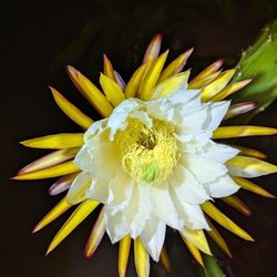 Rooted Or Unrooted Dragon Fruit Pitaya Plants For Sale