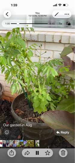Container Plants for sale - Mango, lime, lemon, jasmine, hibiscus