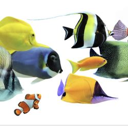 Saltwater Fish Rescue