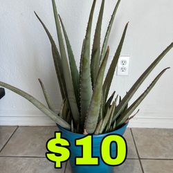 Aloe Vera Plant