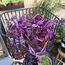 Pink Paradise Tradescantia