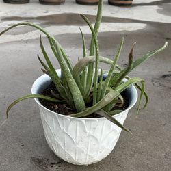 Aloe Vera