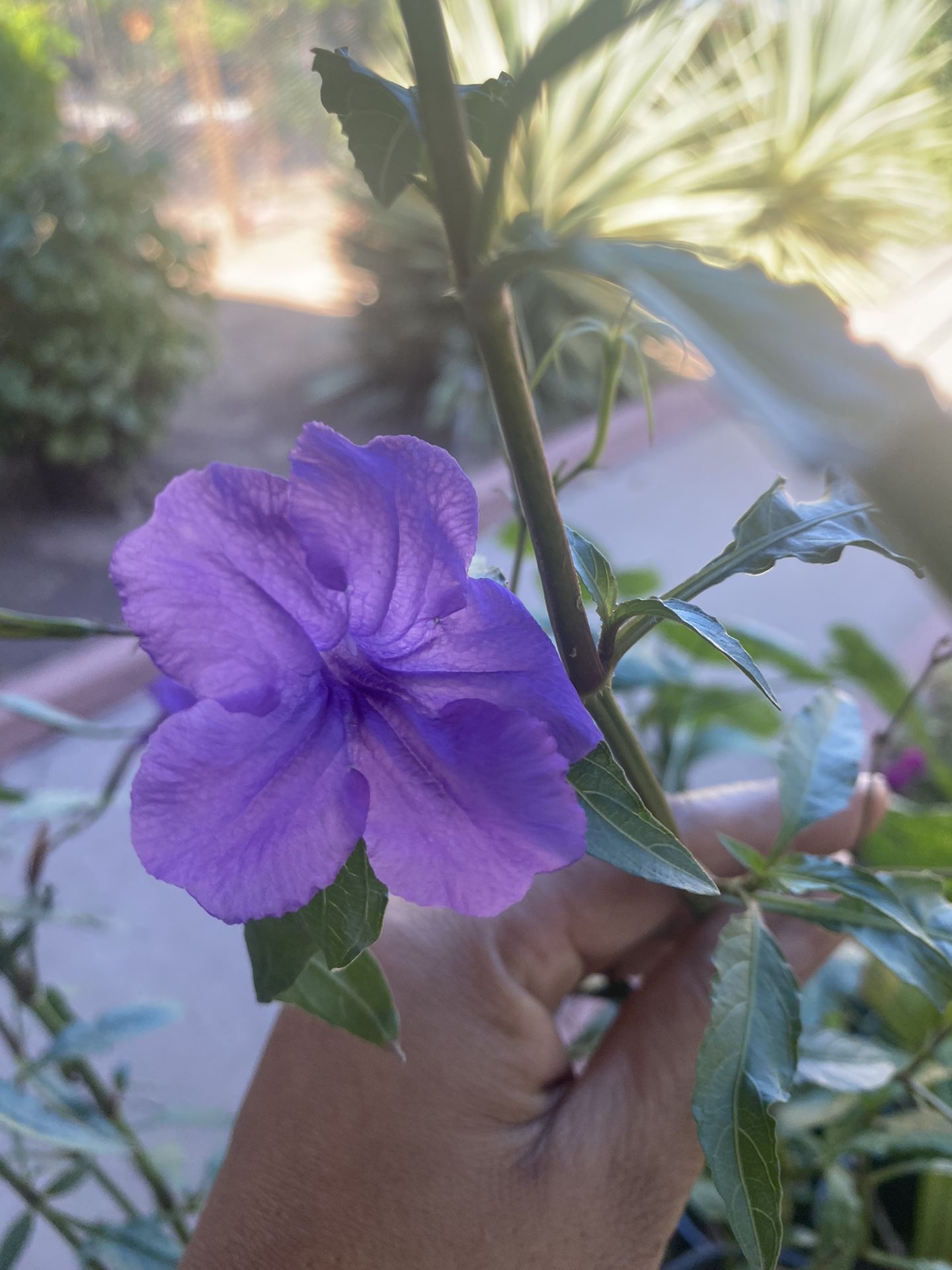 Petunias Plants $10