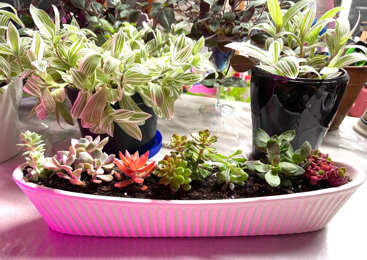 Succulents In 2.5"x14.5"