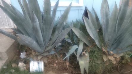 Tequila plants. For. Sale. Asking. 50$. For. Both