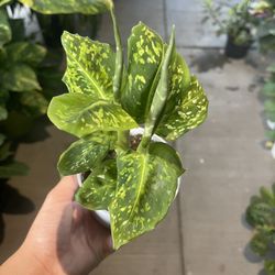 4” dieffenbachia reflector 