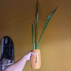 Snake plant and vase