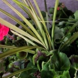 Flowers Pods $20 Each 