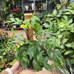 Mini Monstera 