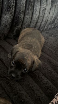 black dog bed