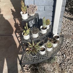 Succulents and gardening items with some pots and vases