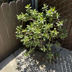 Very Large Jade Plant 