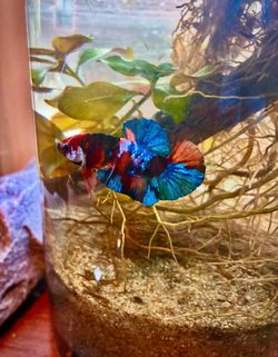 Betta decor