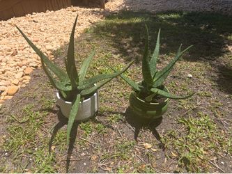 Aloe Vera Plants