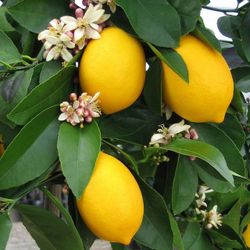 Grafted Dwarf Meyer Lemon Trees 😃🌿🌿🌿🍋🍋🍋
