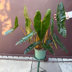 8” huge philodendron billietae w/2 plants 