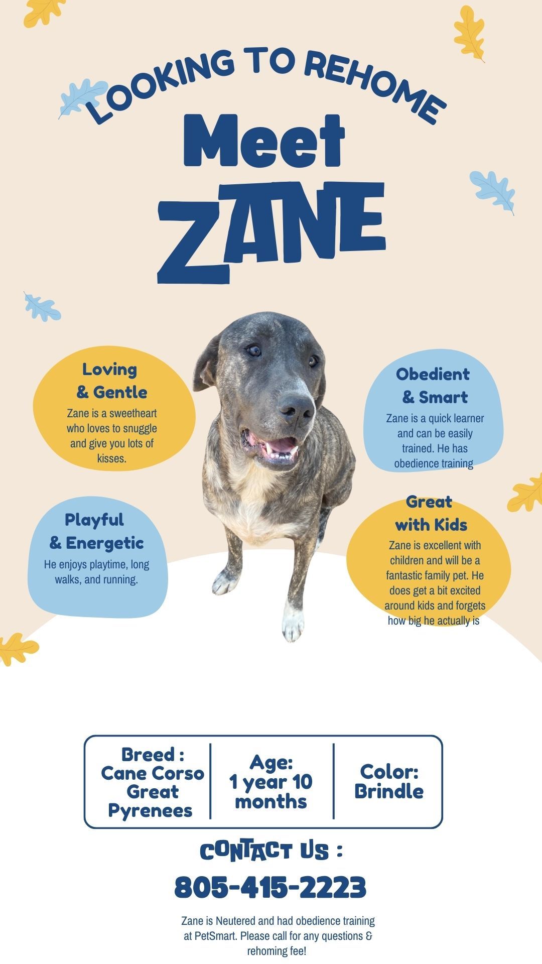 Cane Corso Mix