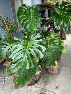 Monstera de Ojas gigantes plants indoor