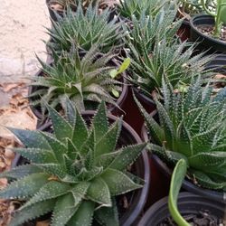 Haworthia Succulent Plant 
