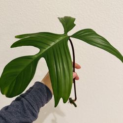 Philodendron Florida Green Rooted Cutting