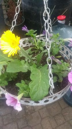 Flowers