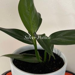 Silver Pothos