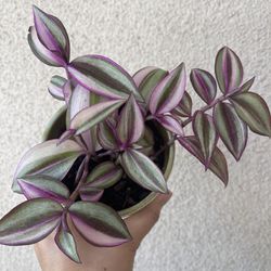 Beautiful Tradescantia Quadricolor Plant With Pot