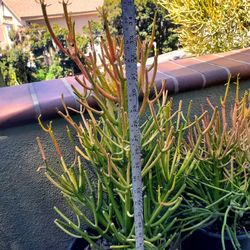 Cactus Fire Stick / Pencil Euphorbia Tirucalli $15 Each.
