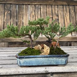 Juniper Bonsai Forest - 3 tree grove landscape style