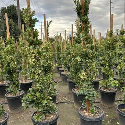 Ligustrum Waxleaf Privets Hedge
