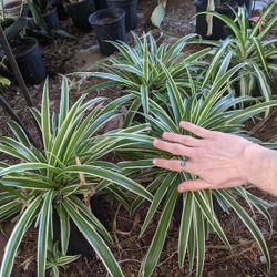 Spider plant