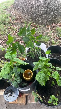Growing fugi apple tree