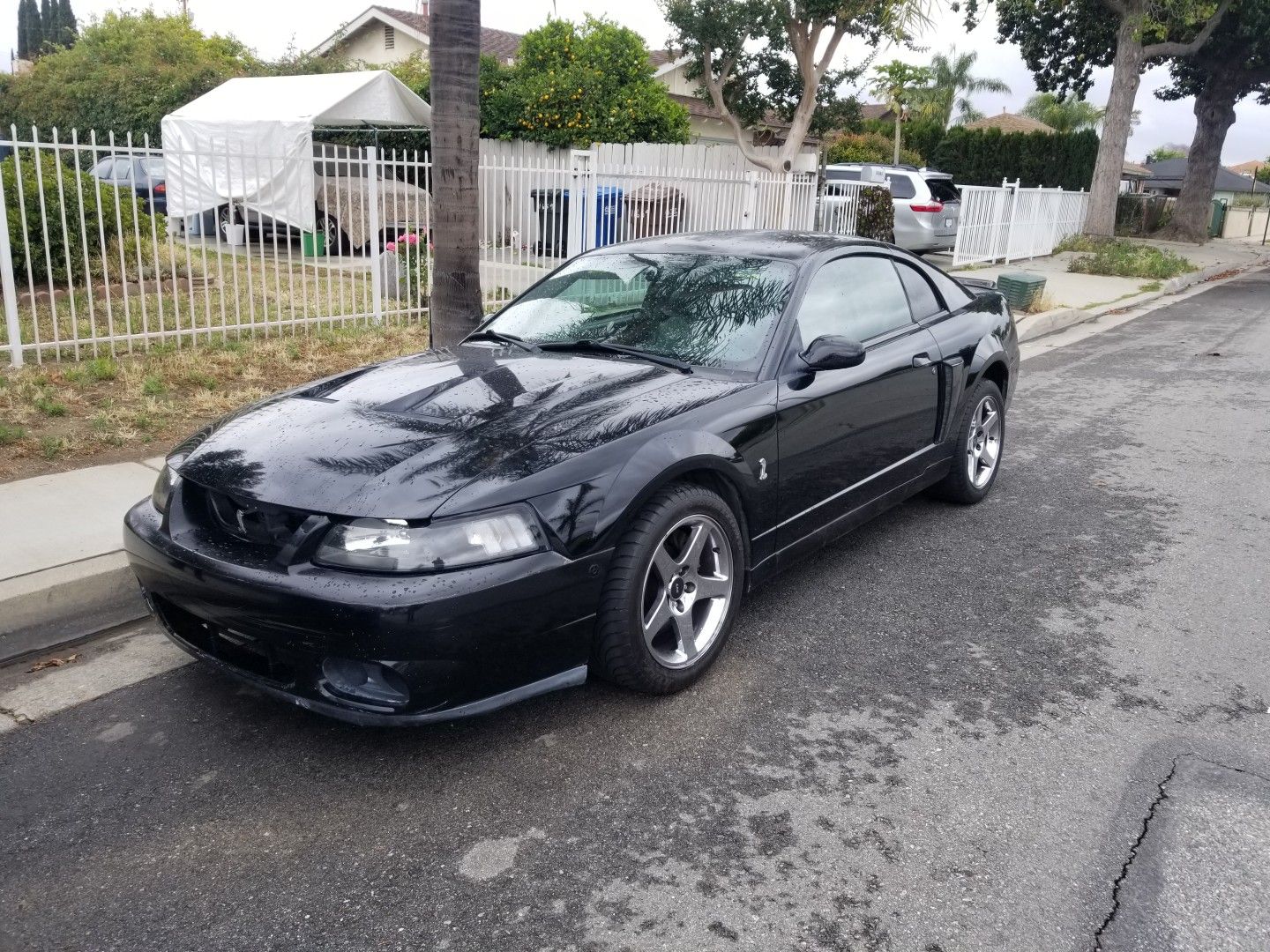 2003 cobra mustang svt terminator