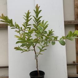 Guava Tree